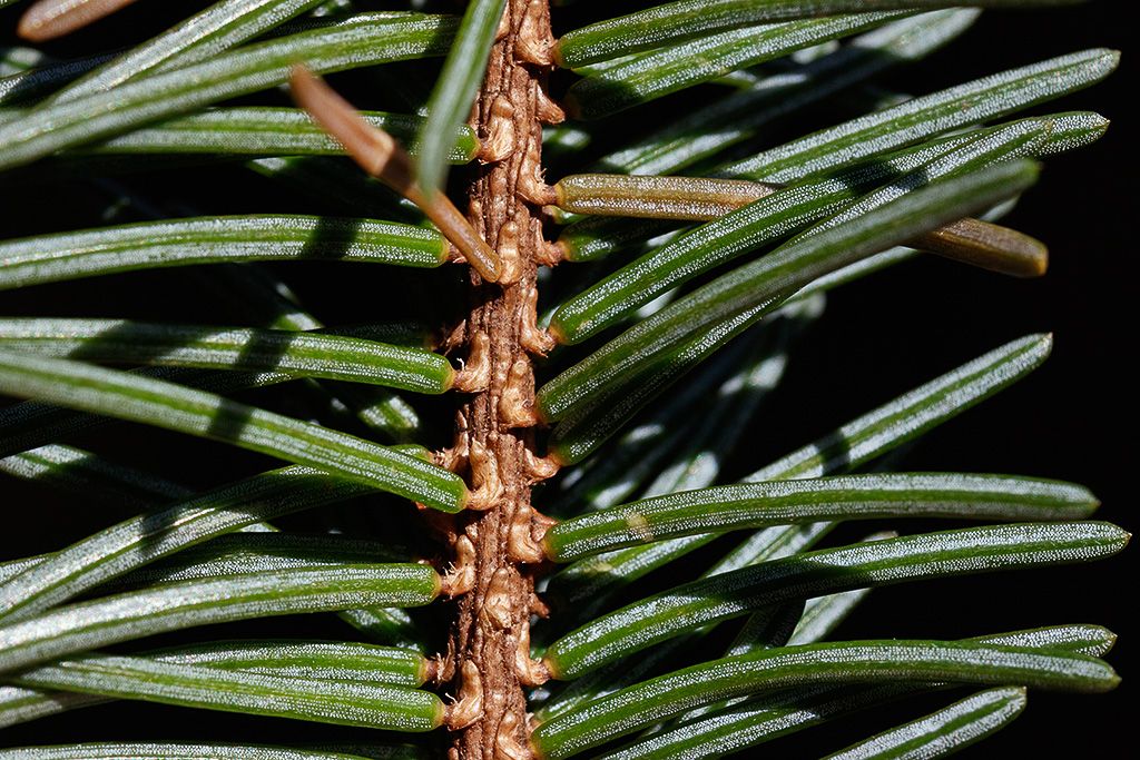 Picea Omorika Serbian Spruce Serbgran